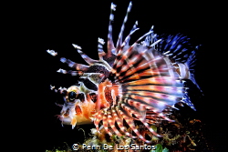 Lion fish at night by Penn De Los Santos 